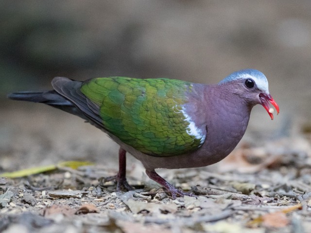 Wings of the Wild - Birds at Katarniaghat Image